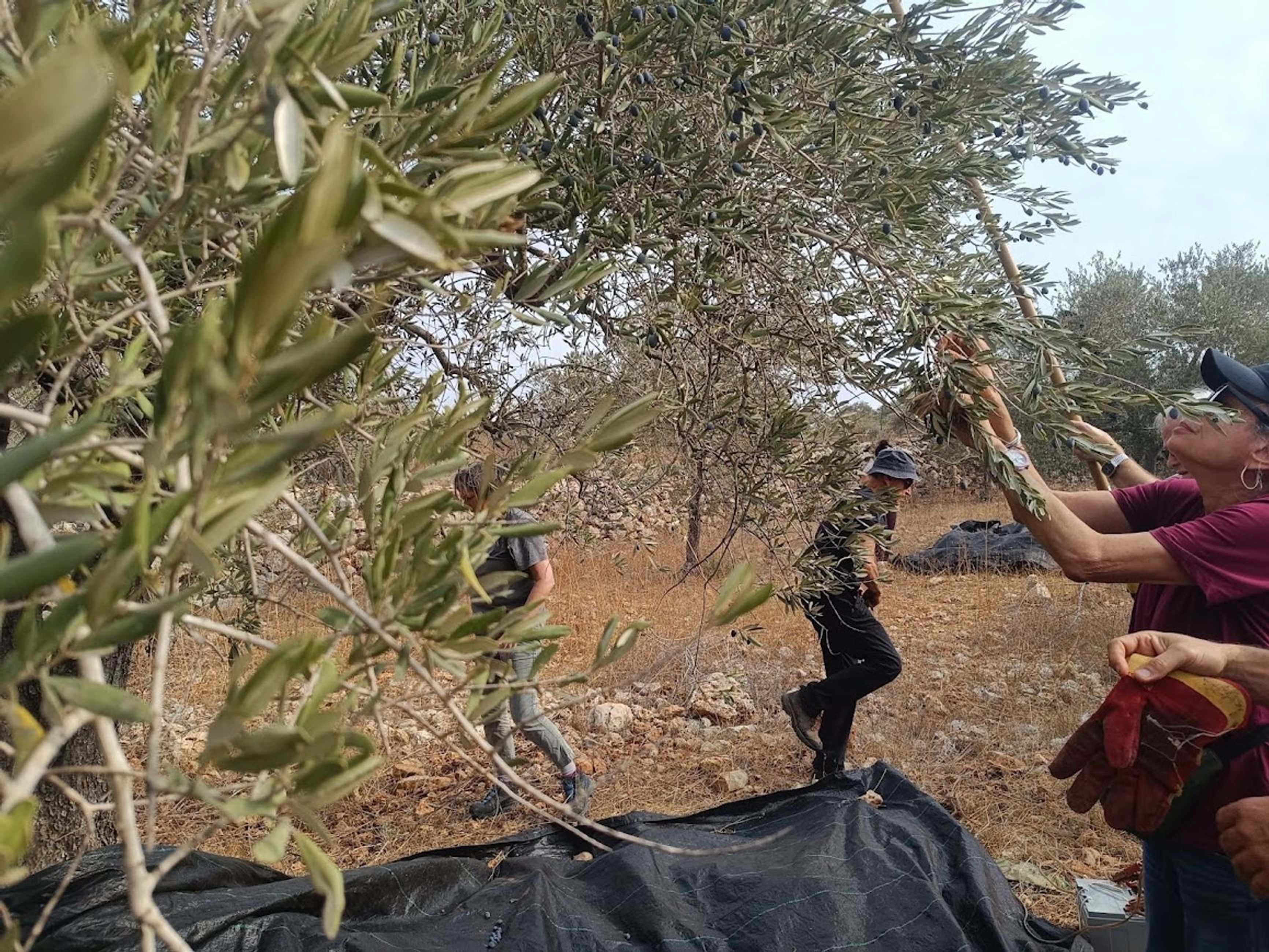 Olive harvesting by Israeli volunteers