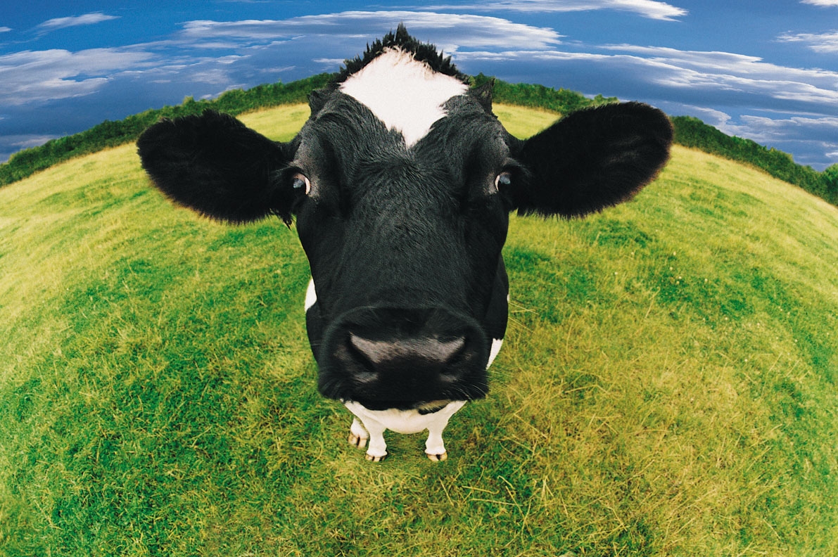 fish eye shot of cow 455010