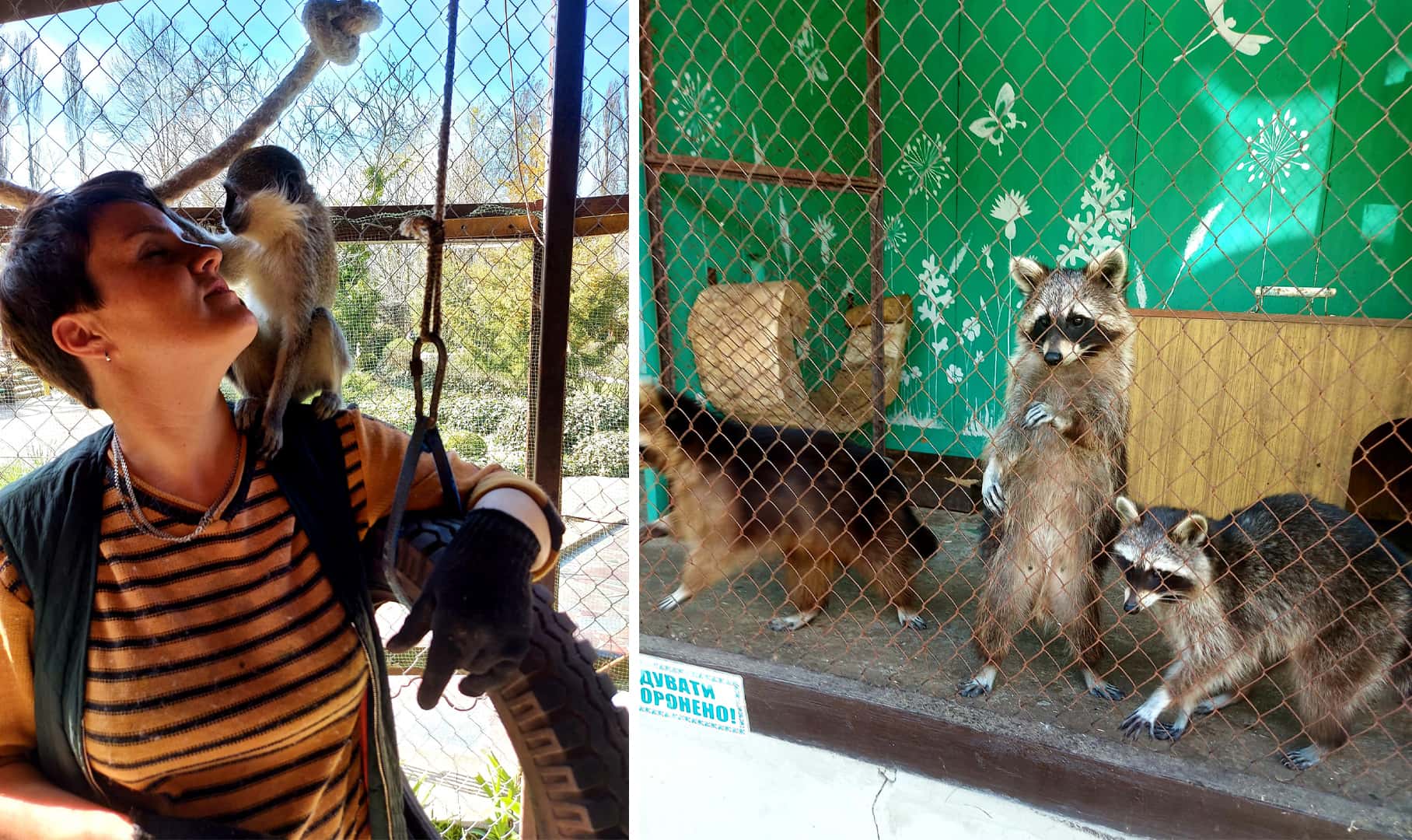 «Чарлик — это обезьянка, Анфиса — его подружка. Они погибли». В зоопарке Новой Каховки утонули около 300 животных, вольеры не успели открыть