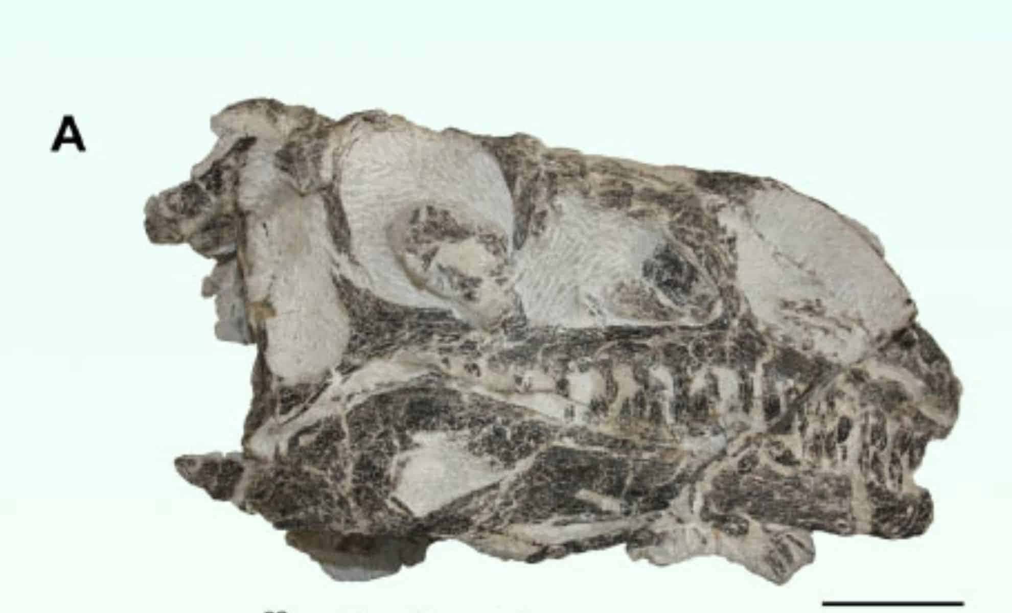 В Швейцарии нашли останки нового вида динозавра, показывающие эволюцию от небольших хищников к гигантским травоядным ящерам