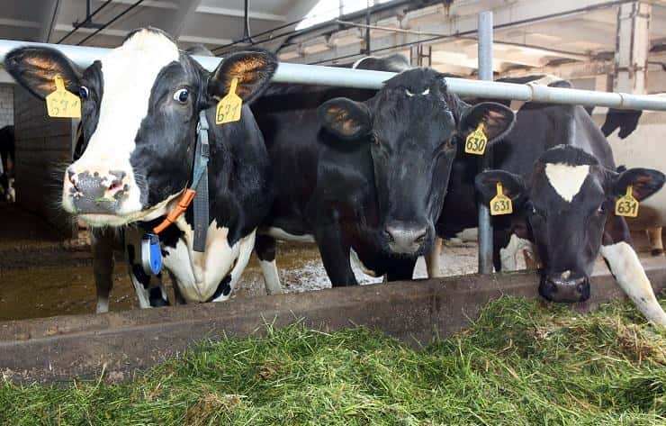 Карантин из-за предполагаемой вспышки бешенства ввели еще в двух селах Новосибирской области. Фермеров штрафуют за протесты