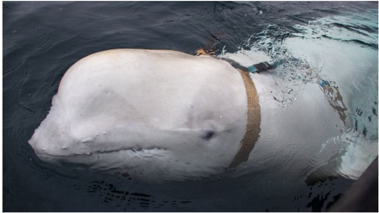 Норвежцы обнаружили белуху с GoPro из России. Они предположили, что она принадлежит российским военным