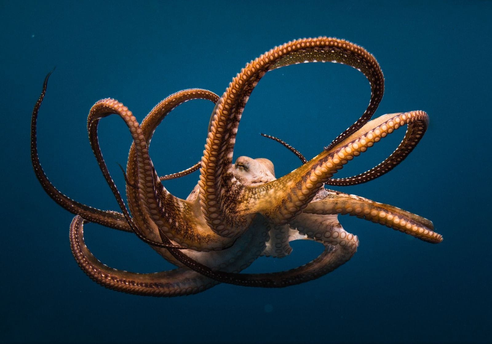 Kremlin Octopus — part III. How GRU used the Serbians for a coup in Montenegro and the war in Ukraine