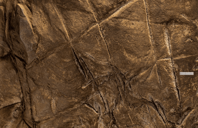 Археологи нашли рисунки в пещере с погребением вымершего вида людей Homo naledi. Раньше они считались неспособными к творчеству