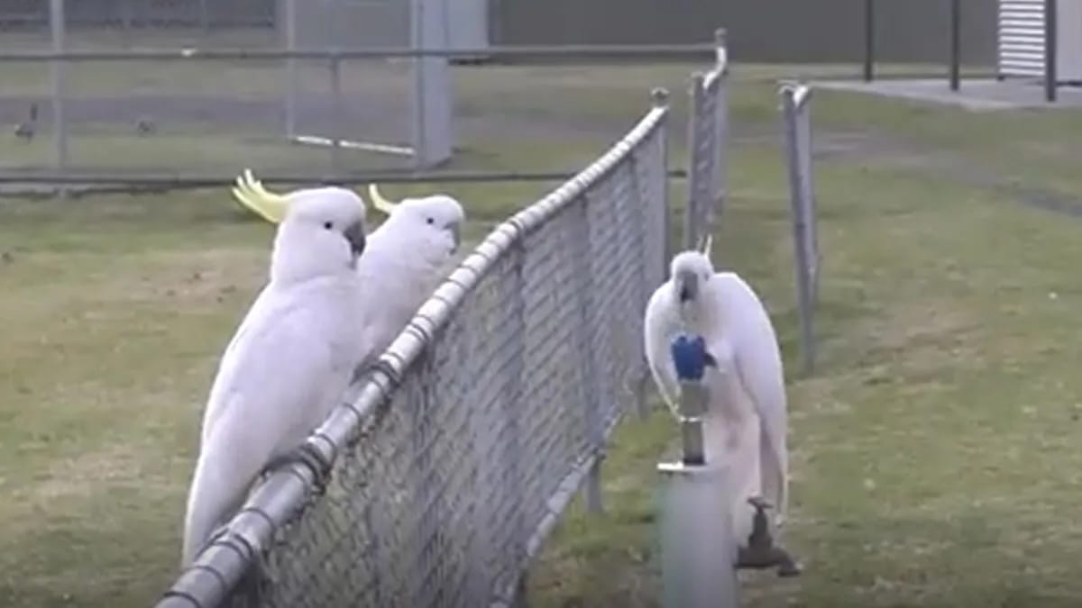 Попугаи какаду в Сиднее выработали традицию использования питьевых фонтанчиков и выстраиваются к ним в очереди — исследование