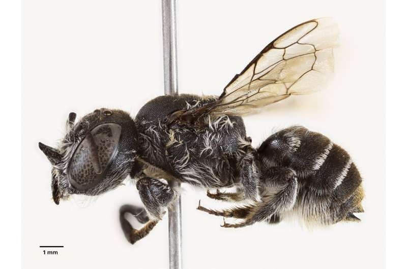Megachile lucifer