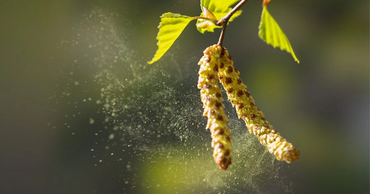 Birch pollen