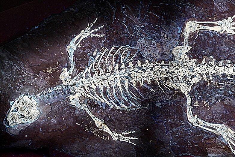 Фото: Adapted from Castillo-Visa, O. et al.