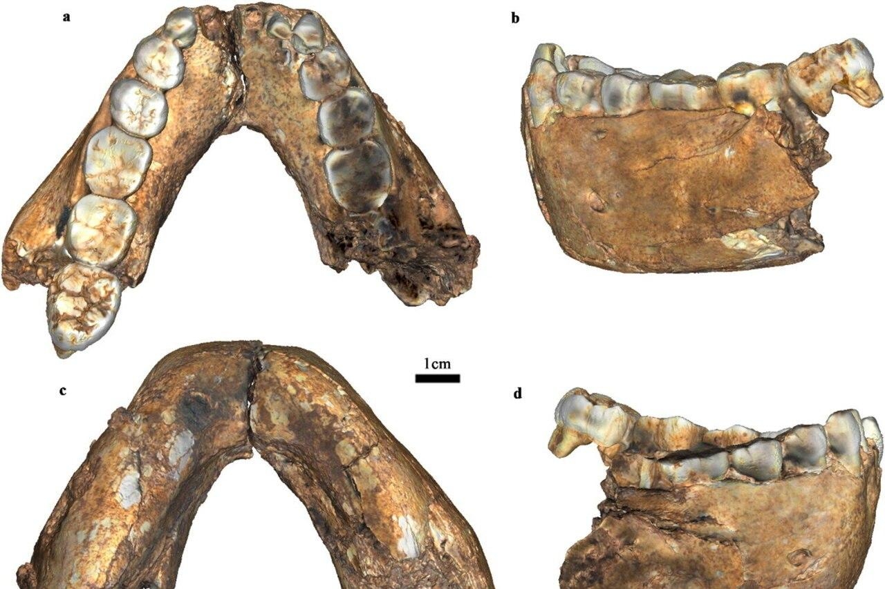 Фото: Annals of Human Biology (2026)